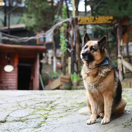 Jaktstuga Forest Ağva