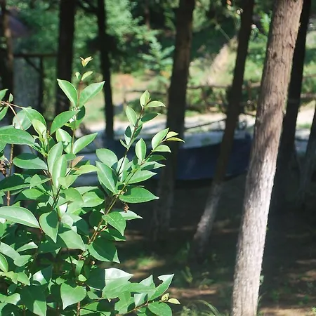 Jaktstuga Forest Ağva