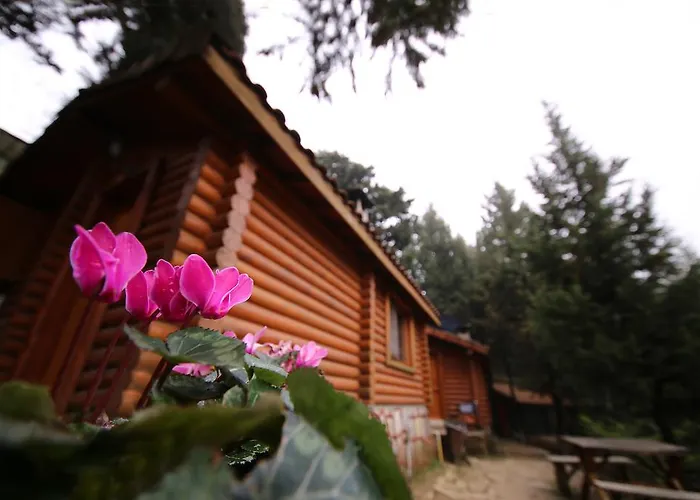 Forest Agva (Marmara)