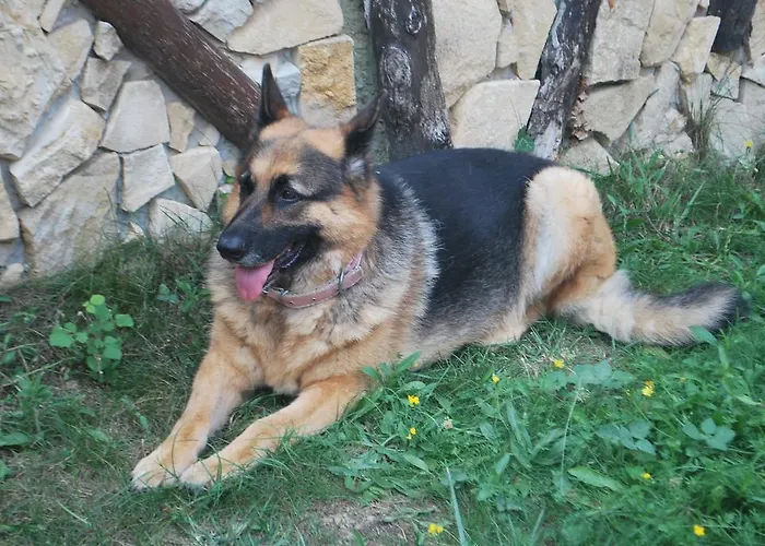 Forest * Agva (Marmara)